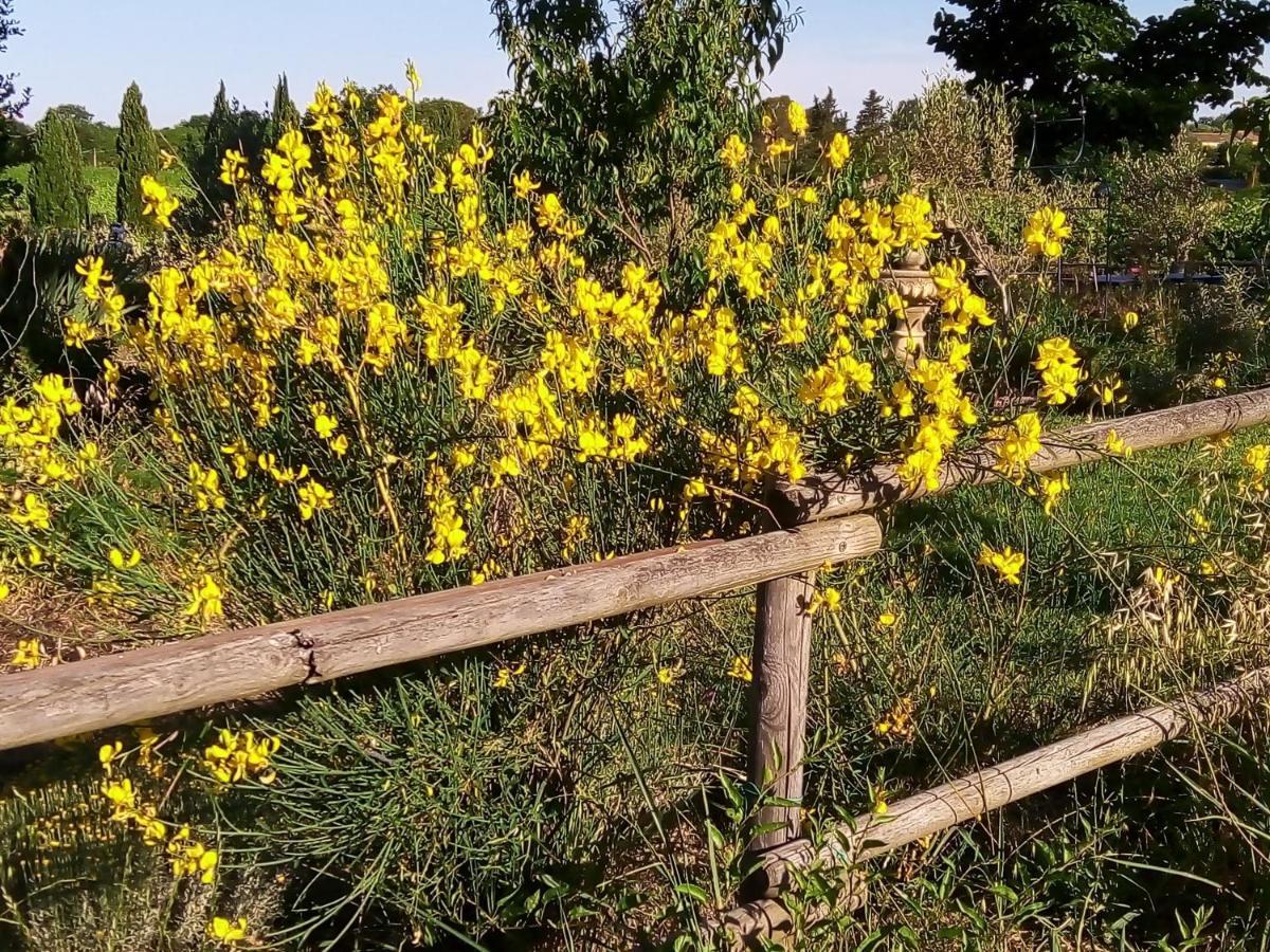 B&B La Gallinella Rossa Baschi Zewnętrze zdjęcie