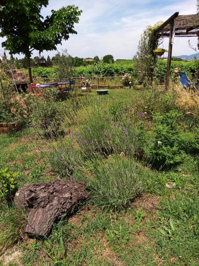 B&B La Gallinella Rossa Baschi Zewnętrze zdjęcie