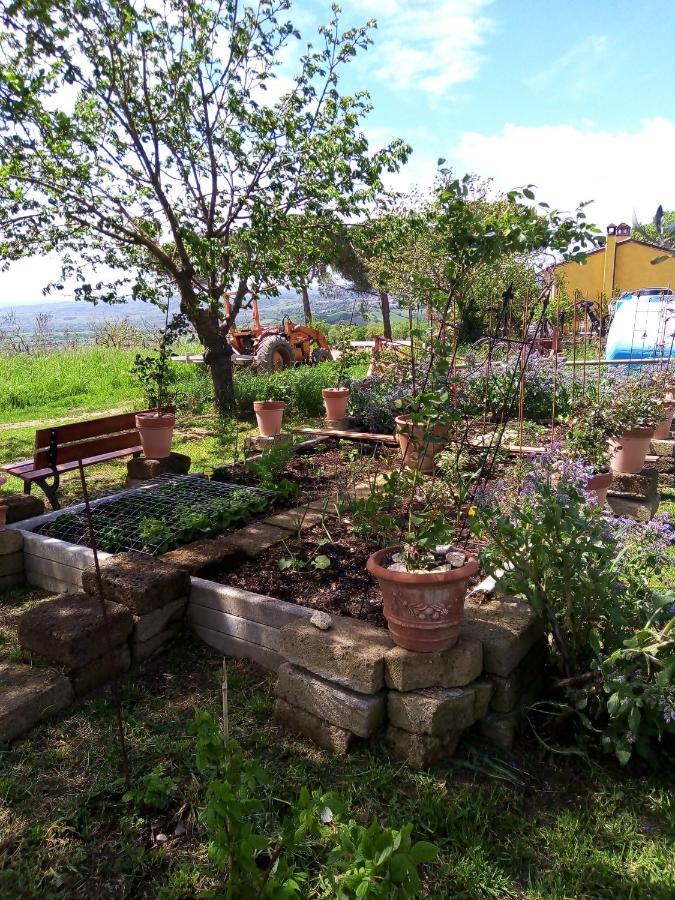 B&B La Gallinella Rossa Baschi Zewnętrze zdjęcie