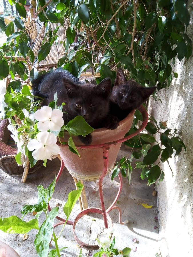 B&B La Gallinella Rossa Baschi Zewnętrze zdjęcie